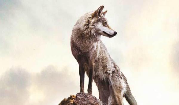 狼的生存就是在恶劣的环境中创造强大的生存空间