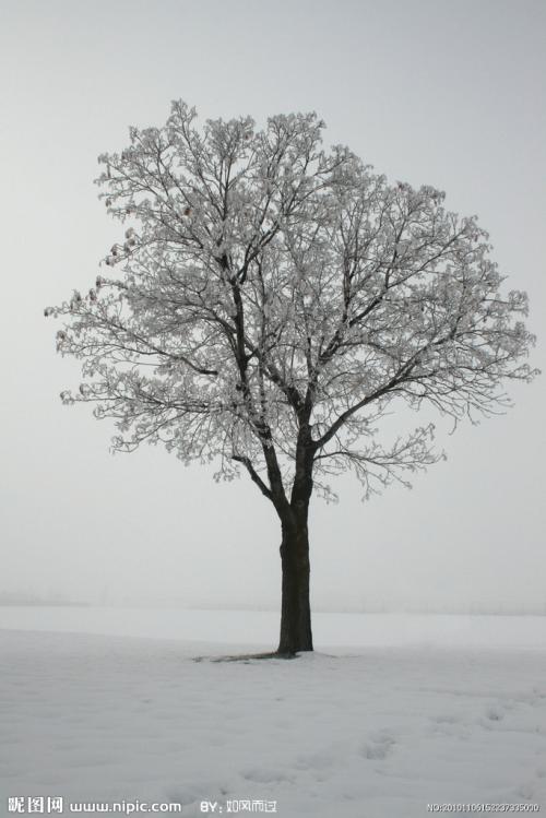 用什么句子描述树木的冬天