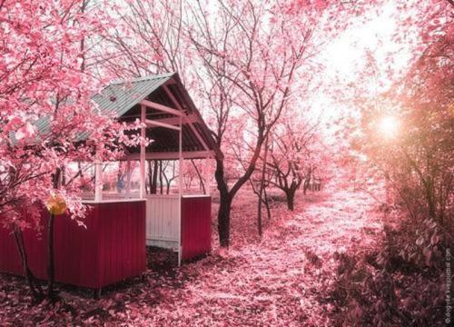 10.雨中盛开的樱花，但是当我们不经意间，宁静就成为一种深深的纪念。是的，Lu珈山的日子是我们最幸运的日子，我们心中最真诚的祝福，……孤独与悲伤相遇旋律是樱花的翅膀。