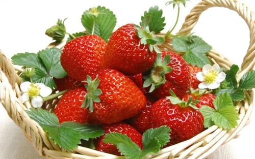 10.当我摘草莓时，我发现有些草莓的形状像桃心，有些是球形的，表面有团块，还有许多小种子。看着红色和大草莓，我忍不住要再放一个草莓，哇！酸甜可口，柔软多汁，真好吃！