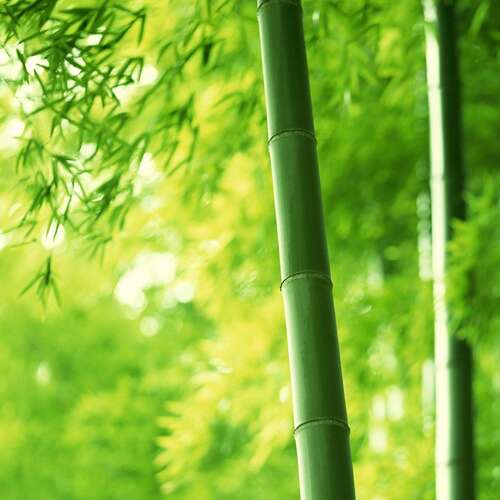 关于竹子的漂亮句子