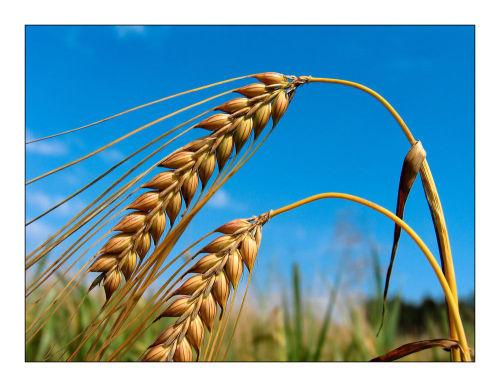 成熟的小麦低头