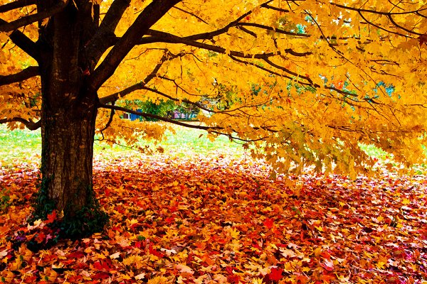 飘落的秋叶，充满魅力，再次轮回