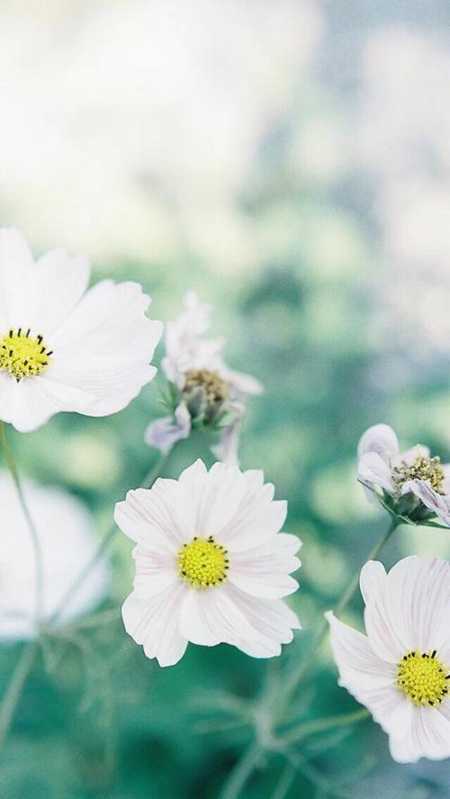10.慈爱的花朵应该在爱的花园里绽放