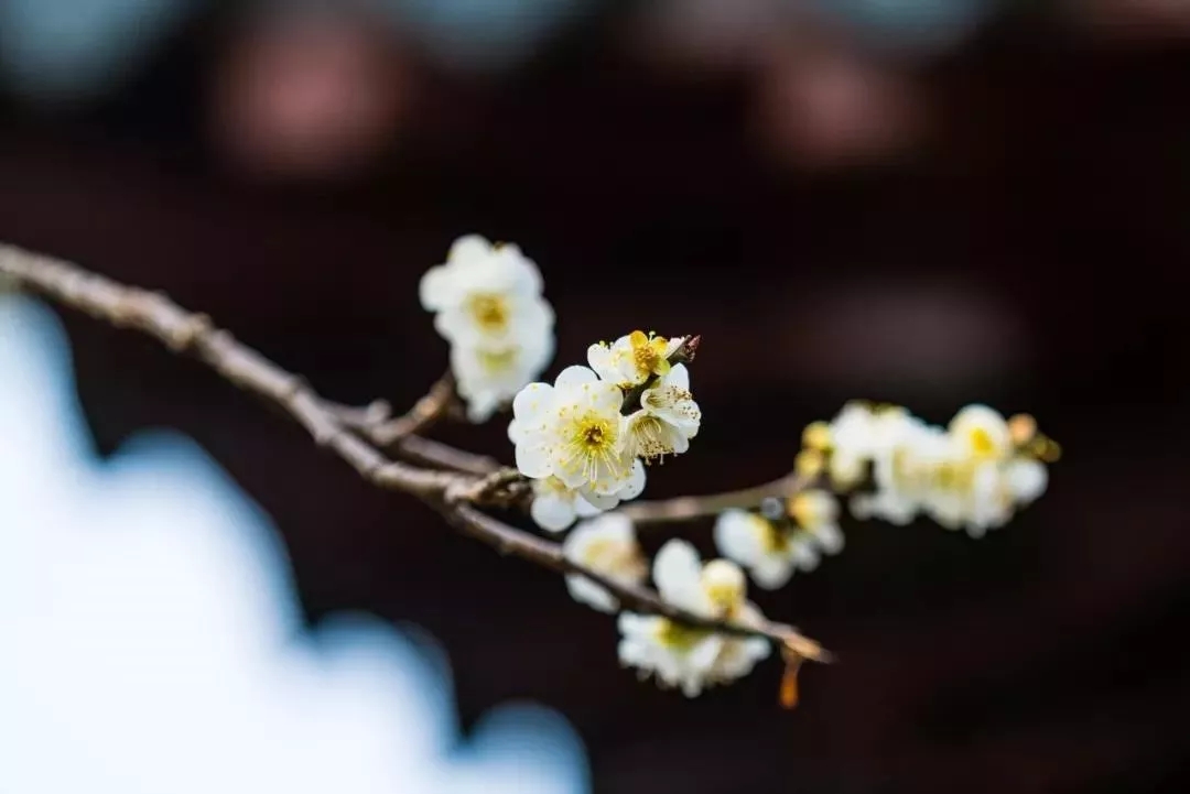 5.乐观主义者是春天的人格化。——苏珊·比松内特