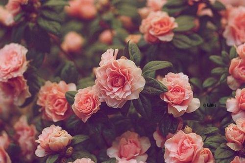11.家庭感情是一朵永不褪色的玫瑰，在漫长的人生历程中带给您温暖和美丽。
