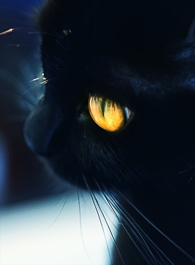美丽的句子描述黑猫