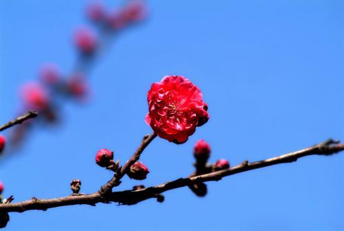 关于描写春天的花朵的诗