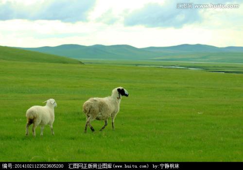 草原绵羊广告标语