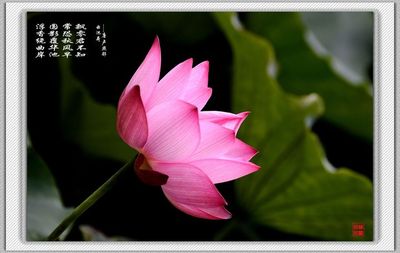 关于写莲lotus的古诗
