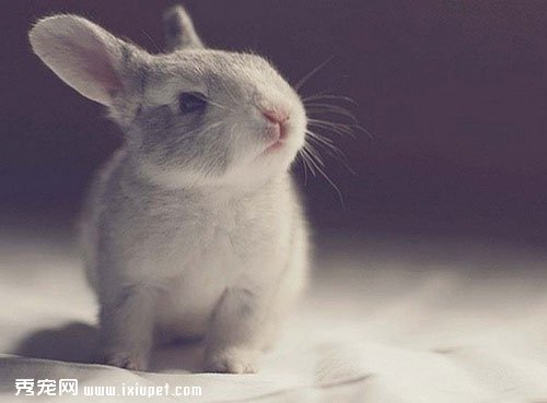兔子在句子