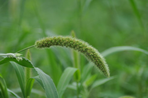 狗尾草句子