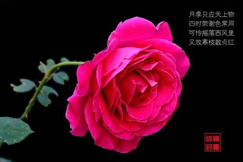 描写玫瑰花朵的诗