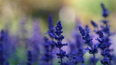 美丽的句子，你的微笑，美丽的那束紫色和蓝色的薰衣草1