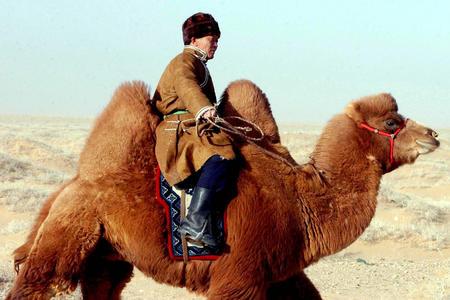 关于骆驼的谚语