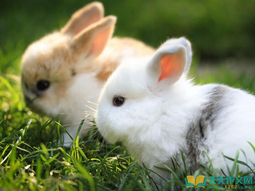 兔子不吃草也不说话