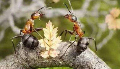 像蚂蚁一样工作，像蝴蝶一样生活1