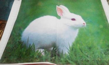 描述兔子的寓言