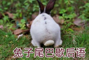兔子相关谚语