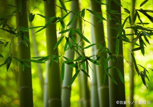 关于竹子的谚语