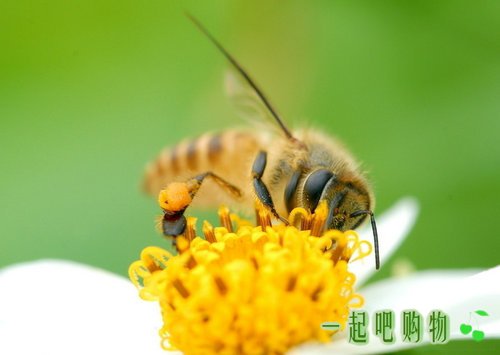 蜜蜂停在日历上