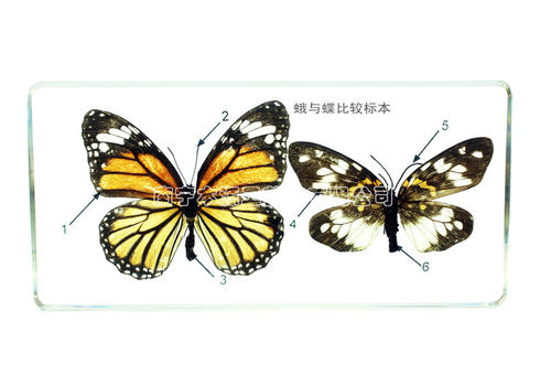 杏林：蝴蝶和飞蛾