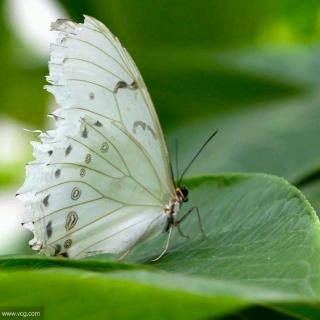 刘白玉：对白蝴蝶的热爱