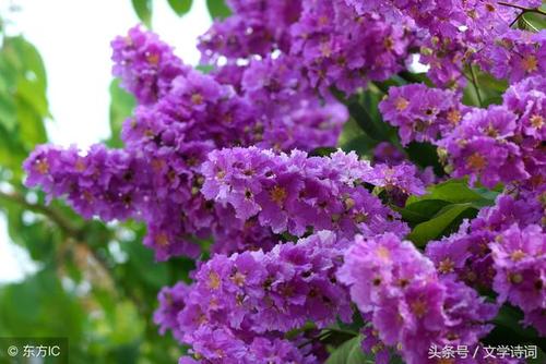 杜牧：紫薇花