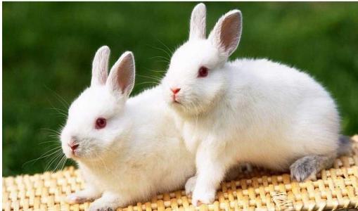 写动物构图：我喜欢兔子