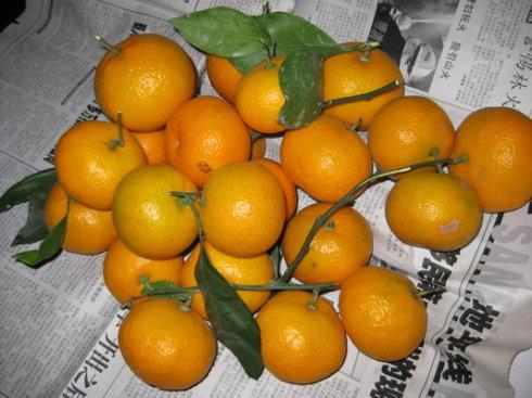 北岛：橘子成熟了