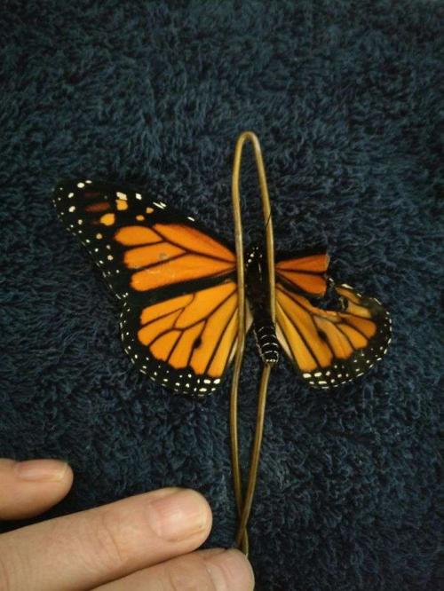 翅膀破裂的蝴蝶可以在海上飞翔