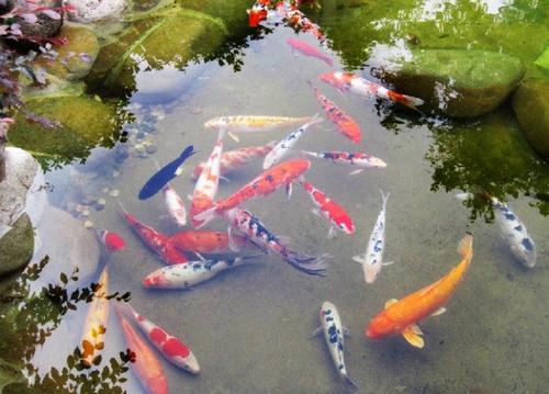 林庆轩：生命中的美丽鱼