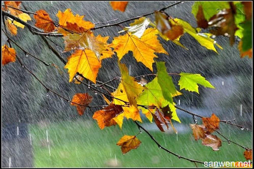 风景成分：秋雨