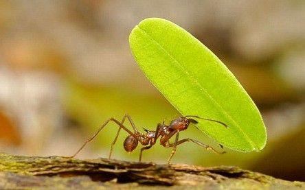 蚂蚁的生存理念