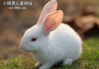 我最喜欢的小白兔组成