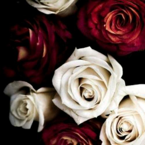 红玫瑰和白玫瑰