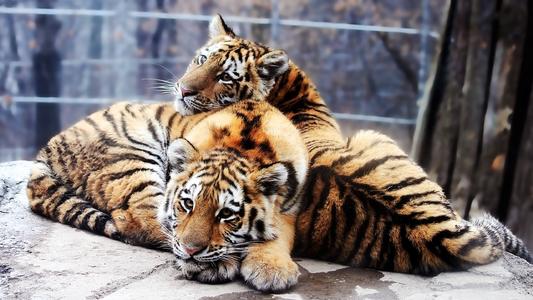 老虎兄弟和老虎