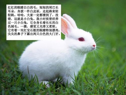 关于写兔子的作文