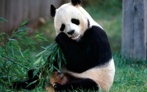可爱的熊猫作文300字