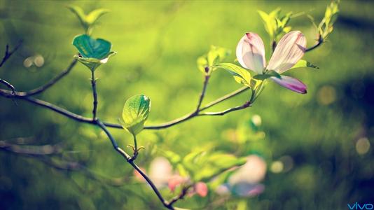 用春天的语录盛开的春天的花朵形容好心情的句子2