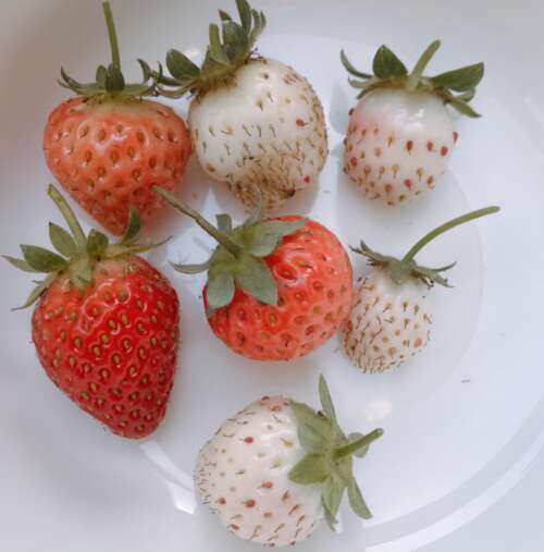 采摘草莓谈一个圆圈
