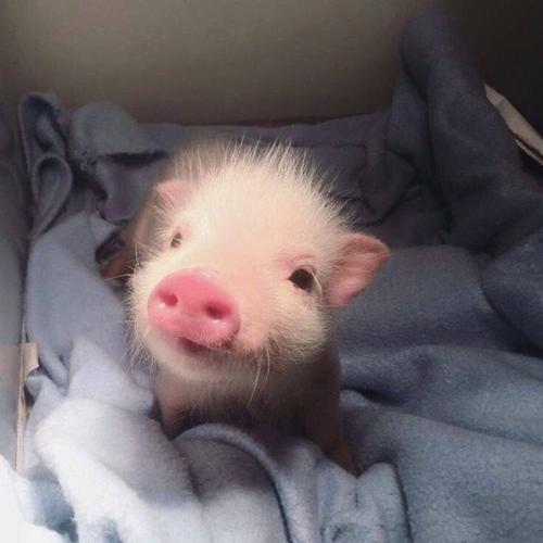 猪是可爱的代表