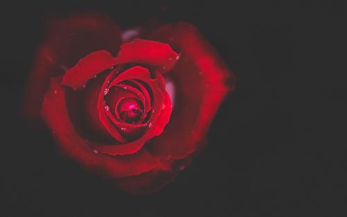 [不同数量的玫瑰的花语]   1、1朵玫瑰代表我的只有你