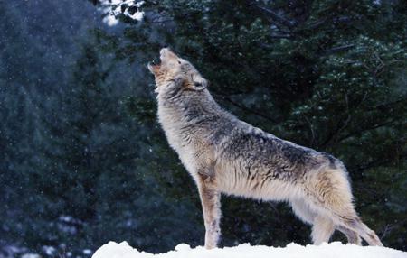 狼与狼之间的默契合作成为狼成功的决定性因素