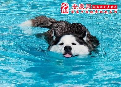   梦见狗在水中