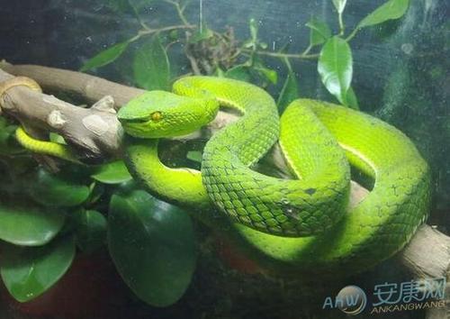   梦见绿色的蟒蛇