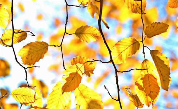 听说秋天的时候南京街上的凤凰树的叶子全是黄色的