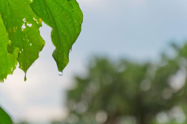     雨后美丽的句子   1