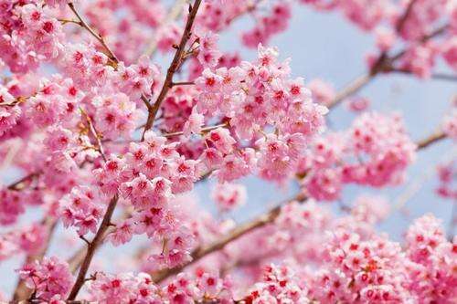 11. 3月是鲜花盛开的季节，让我们走进3月，一起享受最美丽，最具代表性的“花仙子”樱花吧！