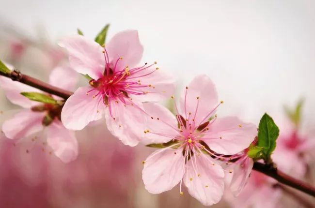 描写桃花的诗句有哪些 赞美桃花的诗句